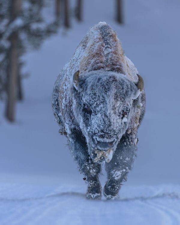frosty bison laura hedien.jpg