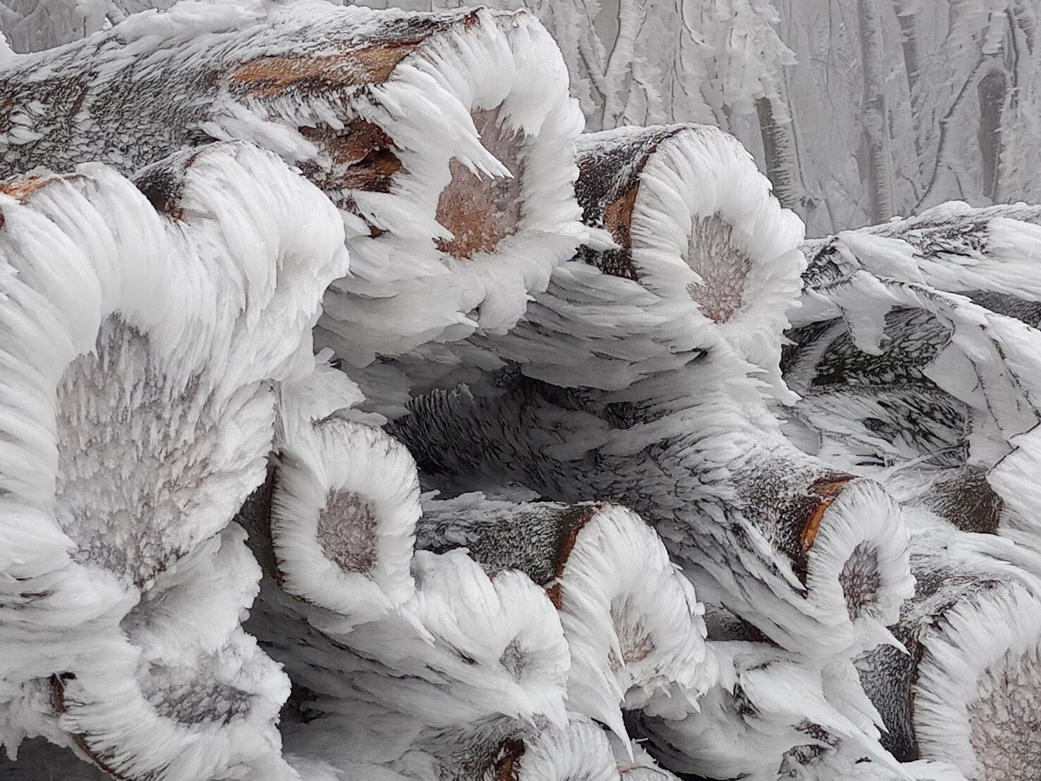 frozen logs.jpg