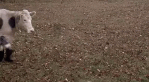 funny-cow.gif