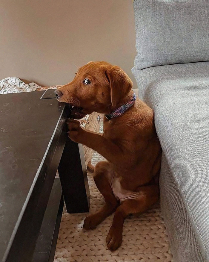 funny-derpy-dogs-1-610bf7ad5b359__700.jpeg