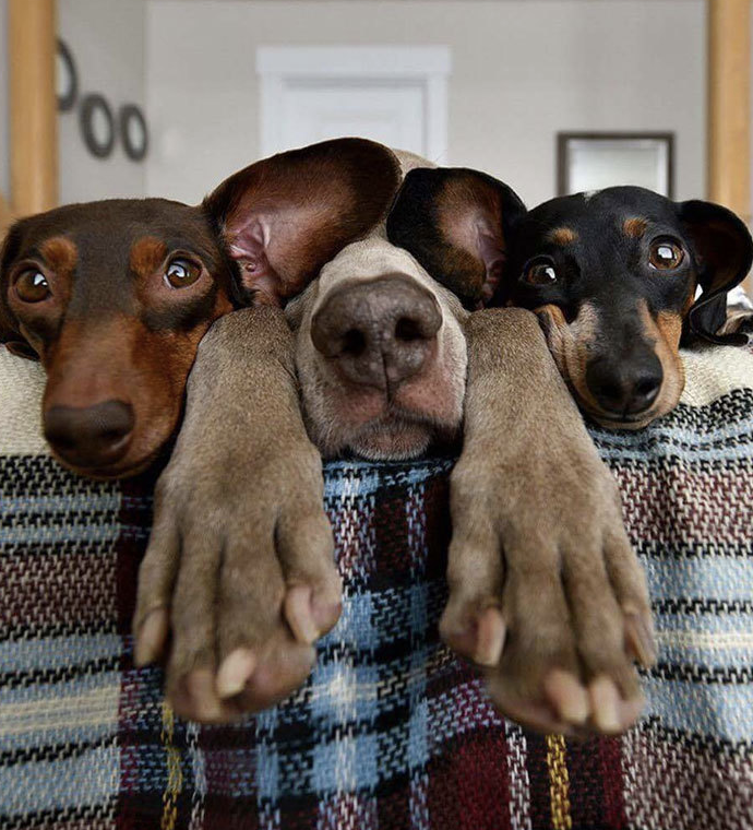 funny dog.png