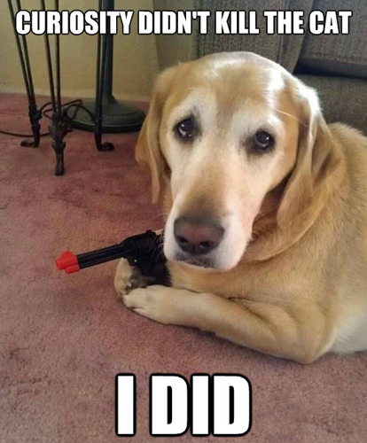 funny-dog-toy-gun-curiosity-killed-cat.jpg