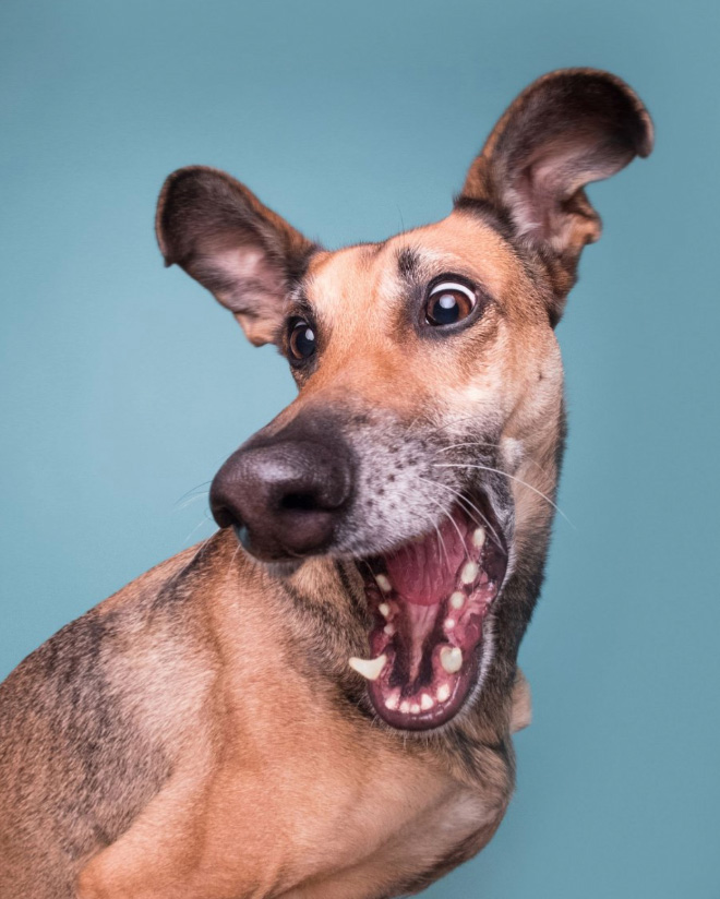 funny-pets17.jpg