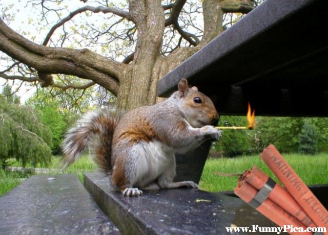 funny-squirrels-funny-squirrel-picture-04-funnypica_com_.jpg