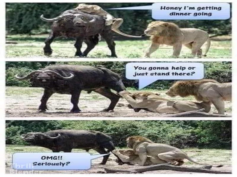 funny-stuff-6-800x600.jpg