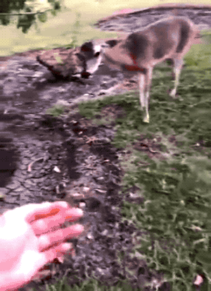 funny_stupid_awesome-09_05_19-gif-08-deer.gif