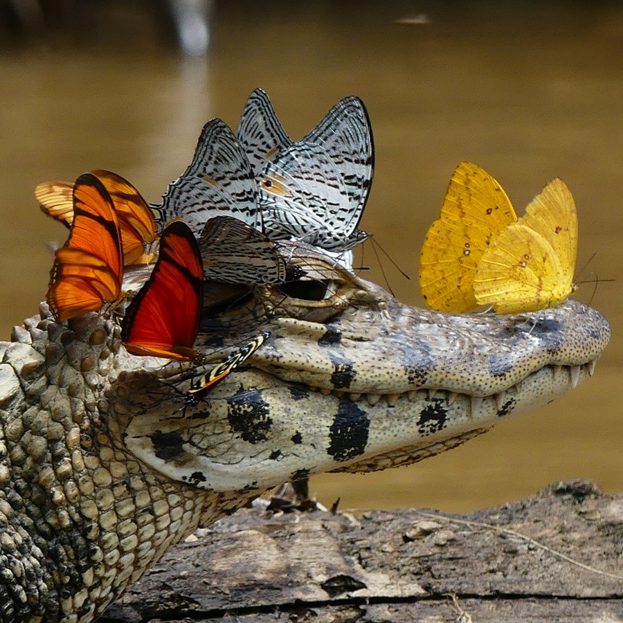 gator butterflies.jpeg