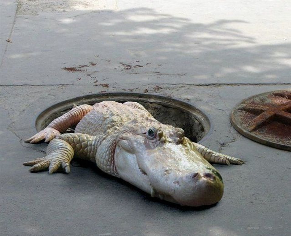gator.jpeg