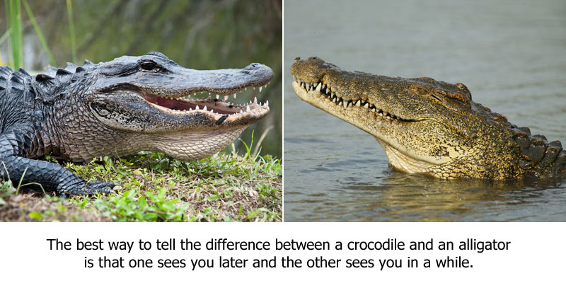 gator1.jpg