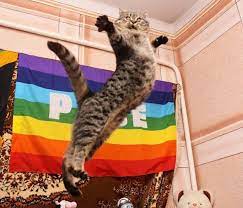 gay cat.jpg