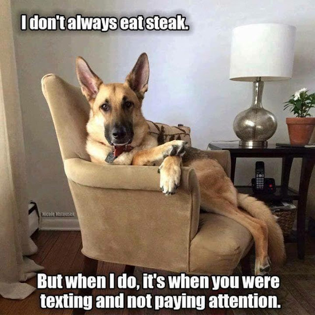 german shepherd.jpg