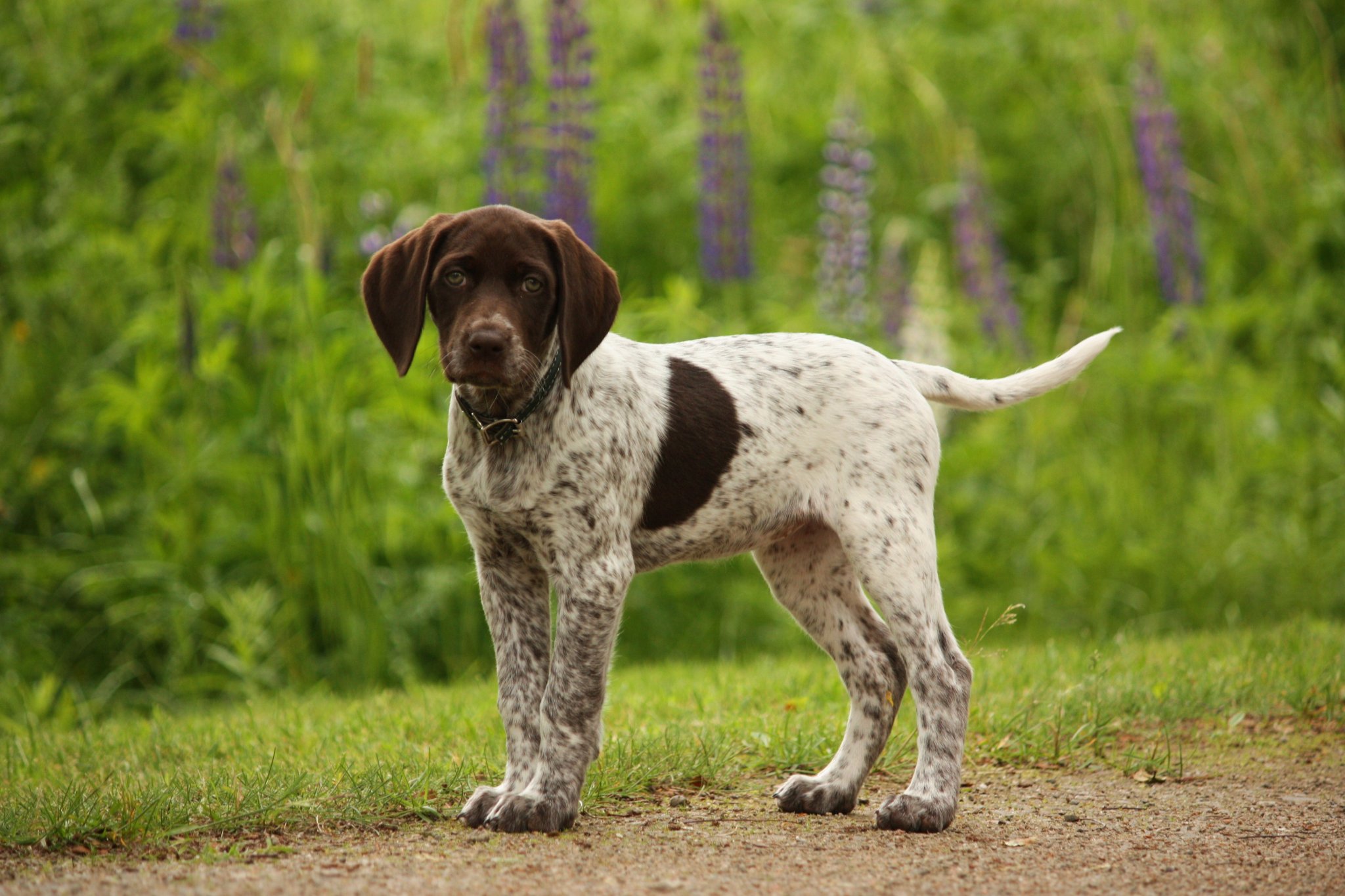 german-shorthaired-pointer7.jpeg