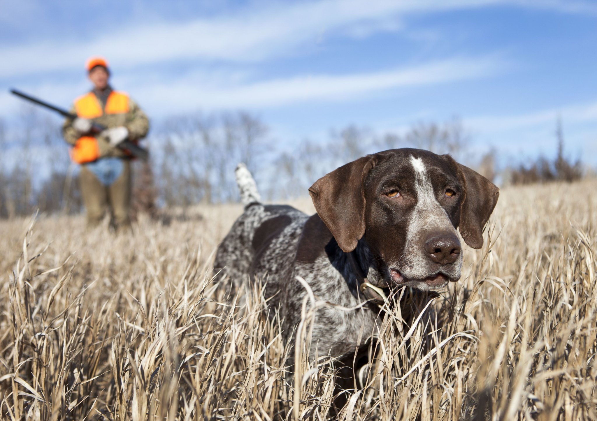 german-wirehair-pointer-and-man-upland-bird-hunting--155150710-5bd88cccc9e77c00511974f1.jpeg
