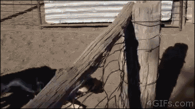 GIF12.gif