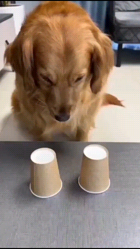 GIF24.gif