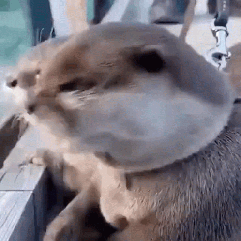 GifMeme01161913052023.gif