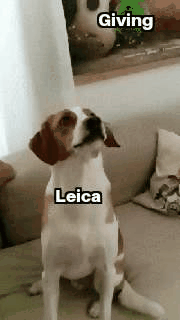 GifMeme14291806042022.gif