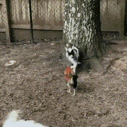 GIFs-9-5.gif