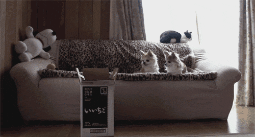 gifs_02.gif