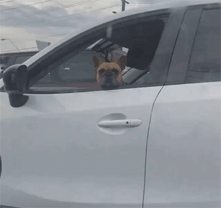 gifs_02.gif
