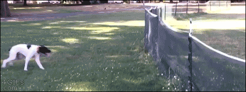 gifs_02.gif