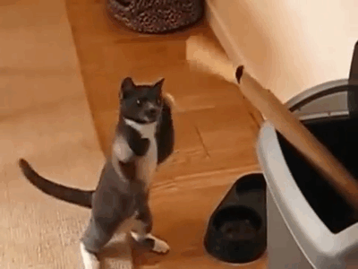 gifs_02.gif