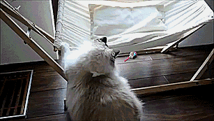 gifs_02.gif