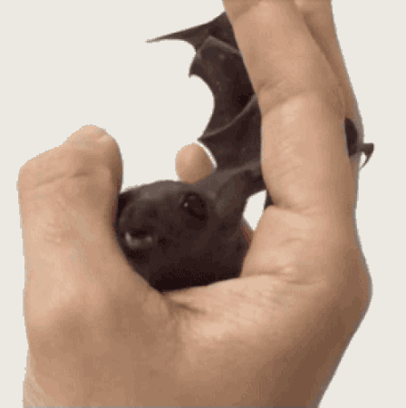 gifs_02.gif