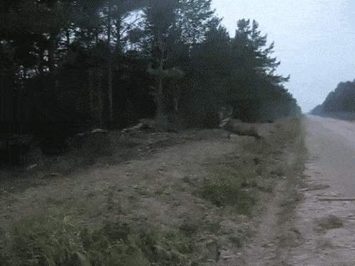 gifs_02.gif