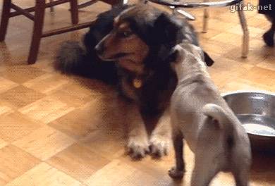 gifs_02.gif