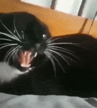 gifs_02.gif