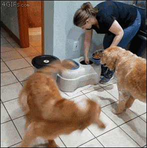 gifs_02.gif