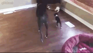 gifs_02.gif