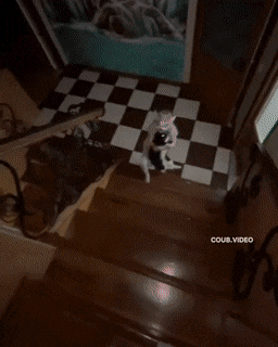 gifs_02.gif