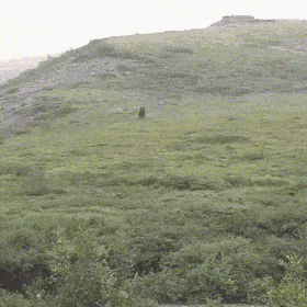 gifs_02.gif