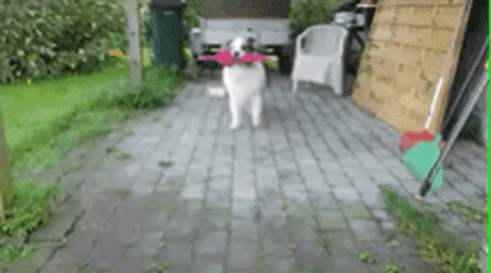 gifs_02.gif