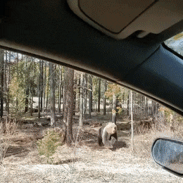 gifs_02.gif
