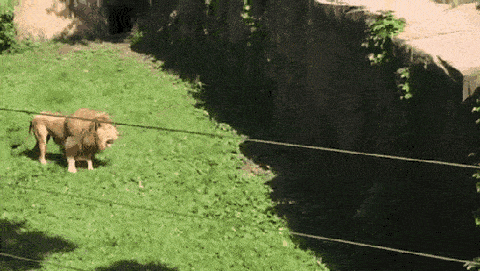 gifs_02.gif