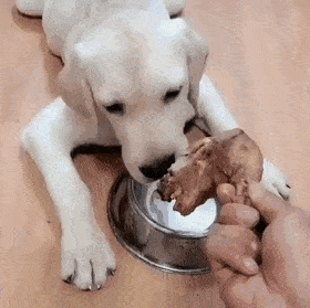 gifs_02.gif