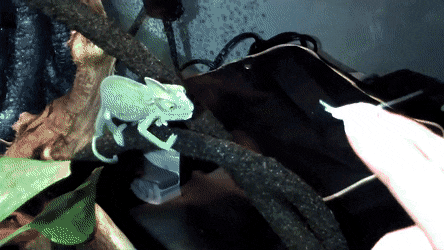 gifs_02.gif
