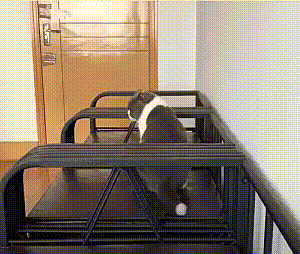 gifs_03.gif