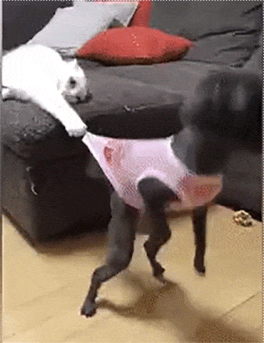 gifs_03.gif