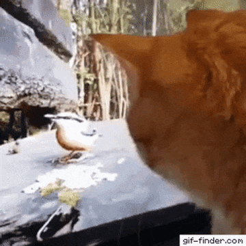 gifs_03.gif