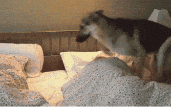 gifs_03.gif