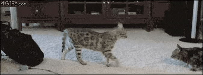 gifs_03.gif