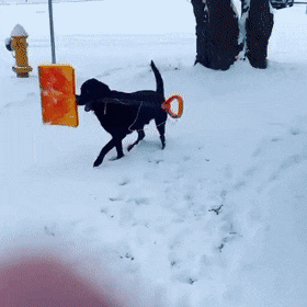 gifs_03.gif
