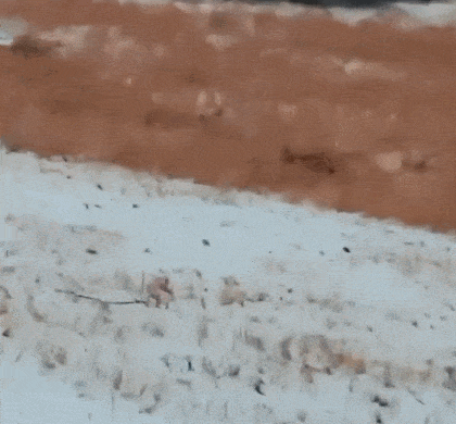 gifs_03.gif