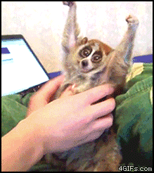 gifs_03.gif