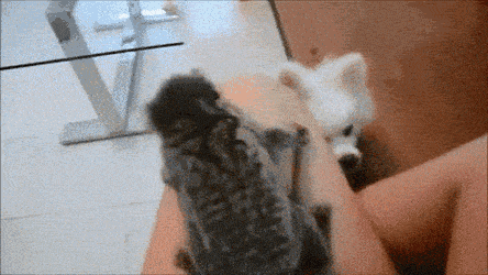 gifs_03.gif