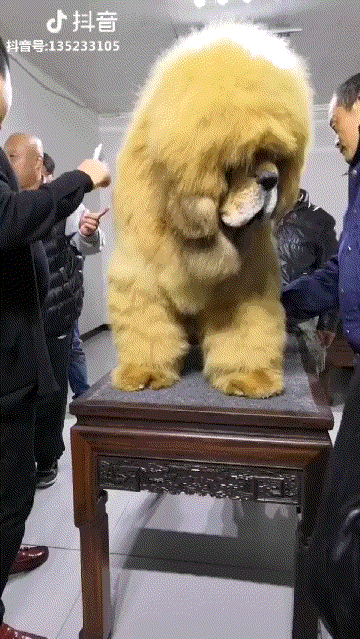 gifs_04.gif